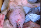 Recuse Poor Abandon Baby Monkey From Forest To New Home, Poor abandon monkey Look So Hurt And Weakness